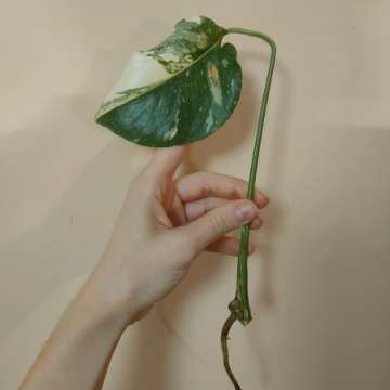 Monstera Thai Constellation