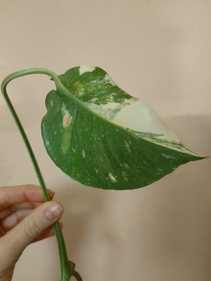 Monstera Thai Constellation 2