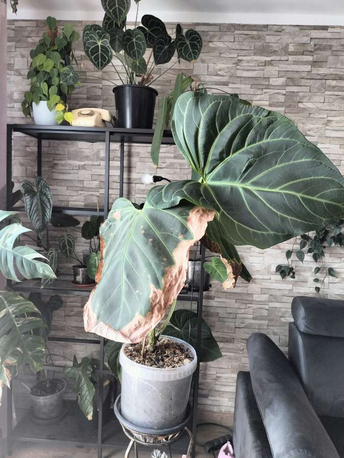 Anthurium yasuni heart 2