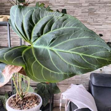 Anthurium yasuni heart
