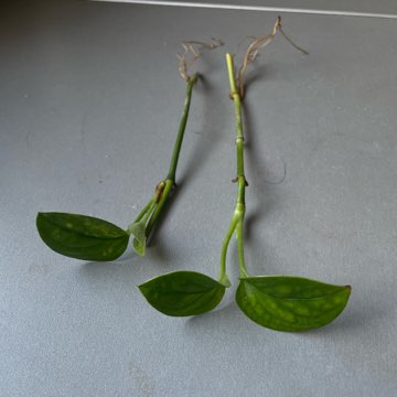 Monstera Pinnatipartita sadzonka pędowa 