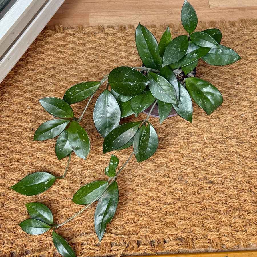 hoya carnosa