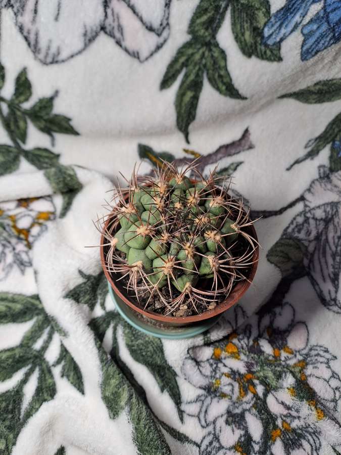 Kaktus Gymnocalycium pflanzii 2