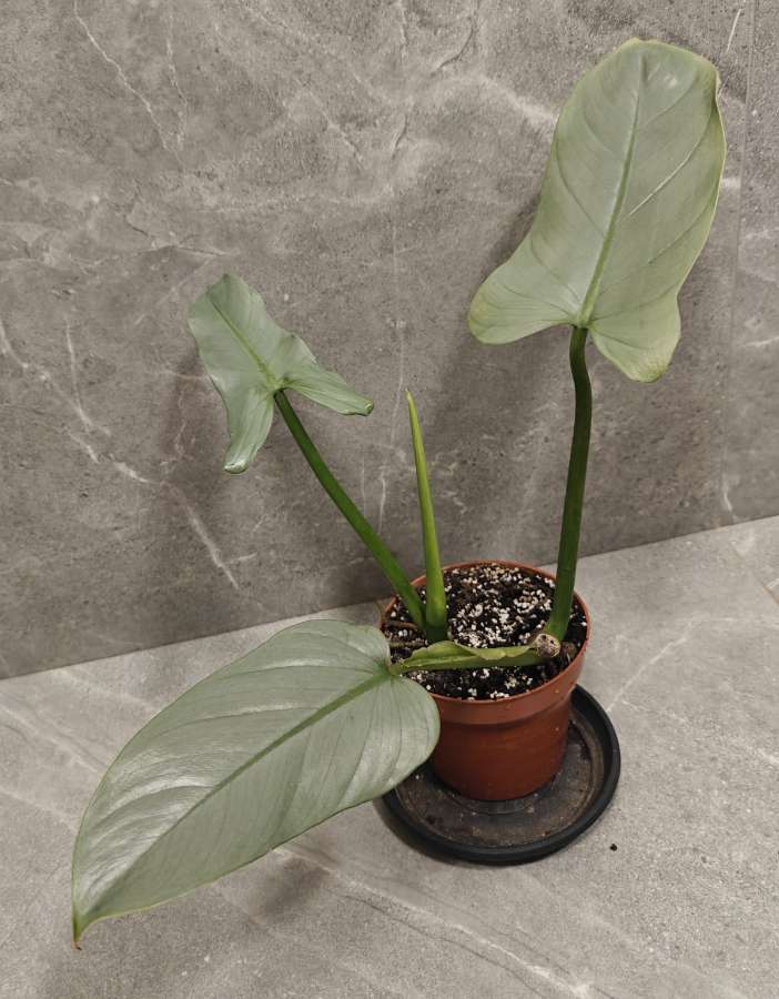 Philodendron hastatum Silver Queen 3