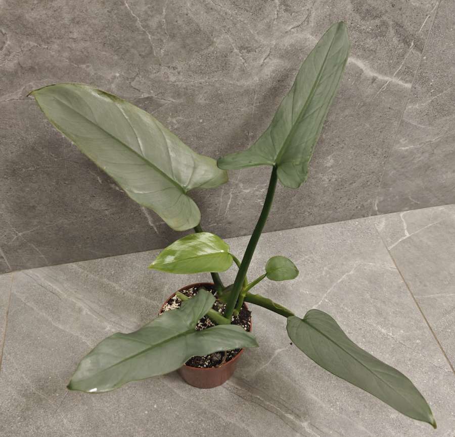 Philodendron hastatum Silver Queen 2