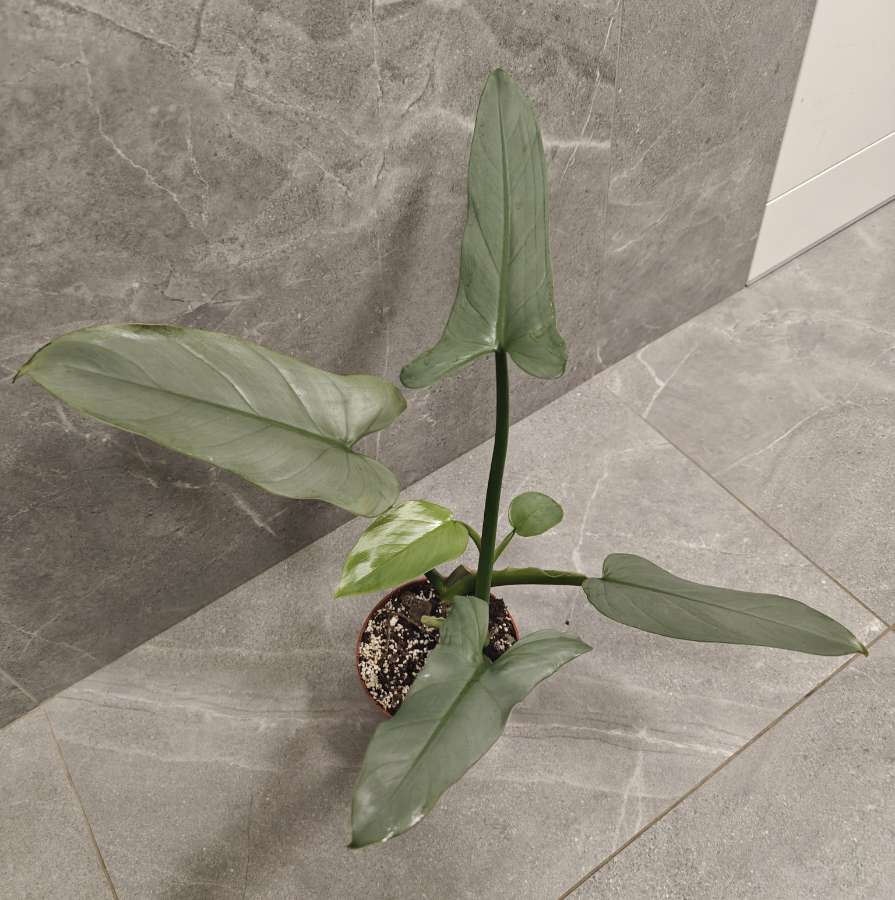 Philodendron hastatum Silver Queen 3