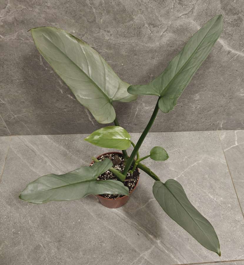Philodendron hastatum Silver Queen 5