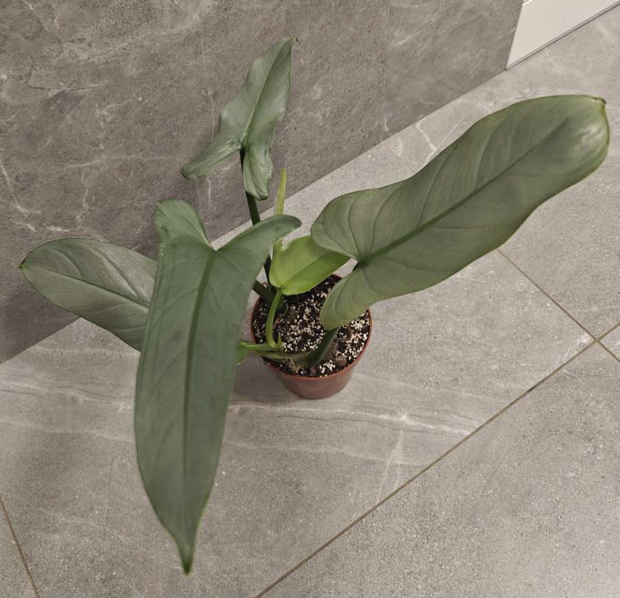 Philodendron hastatum Silver Queen 4