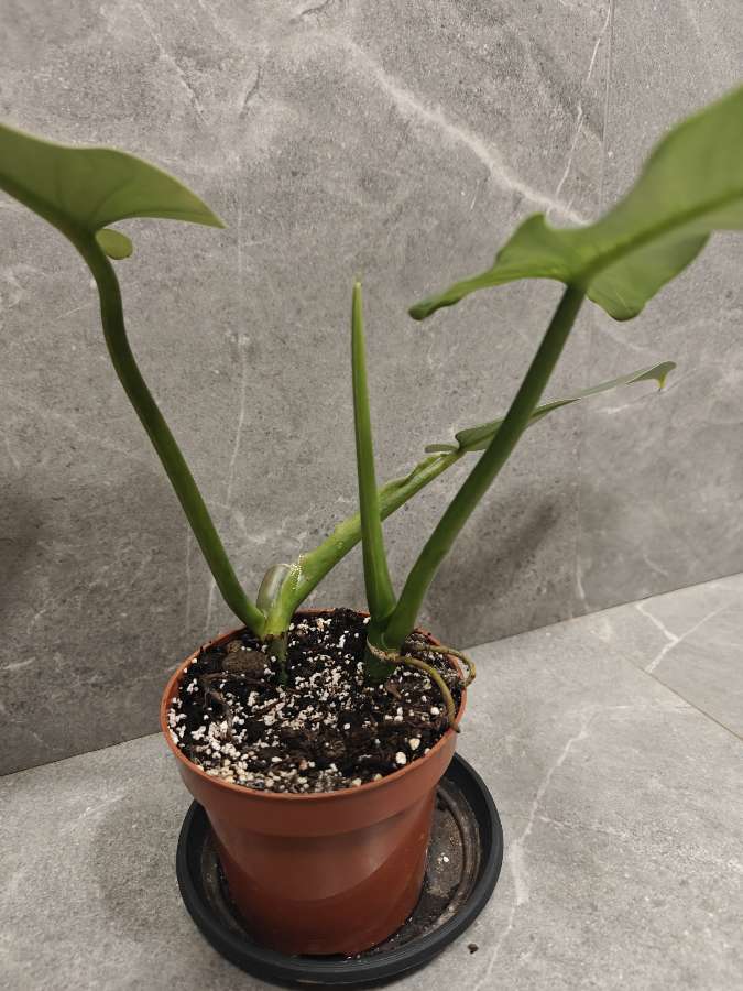 Philodendron hastatum Silver Queen 4