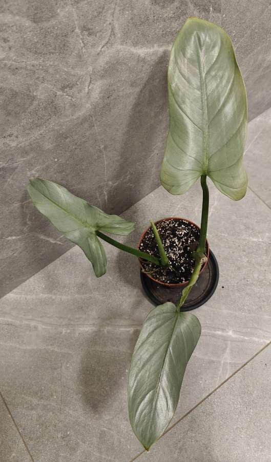 Philodendron hastatum Silver Queen 2