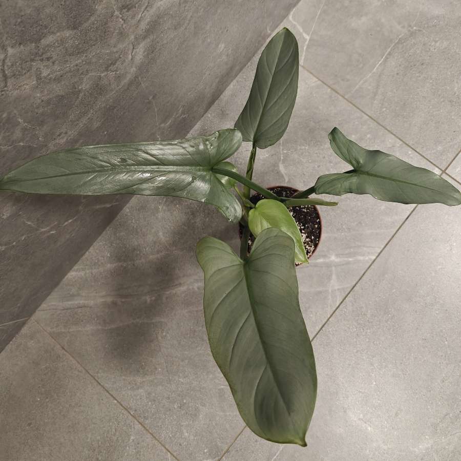 Philodendron hastatum Silver Queen