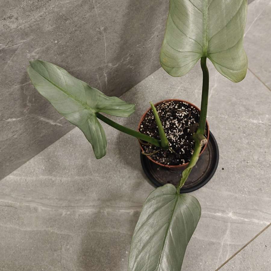 Philodendron hastatum Silver Queen