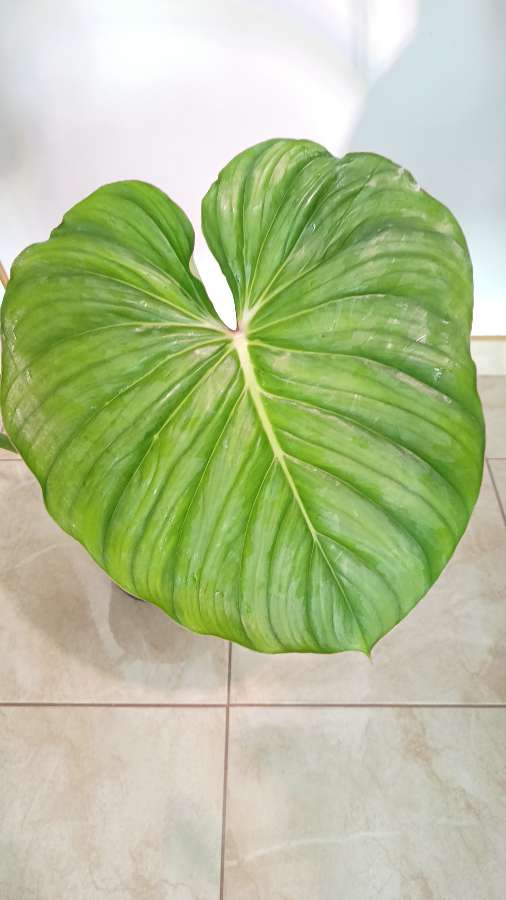 Filodendron Plowmanii x Pastazanum 2