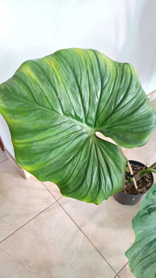 Filodendron Plowmanii x Pastazanum 4