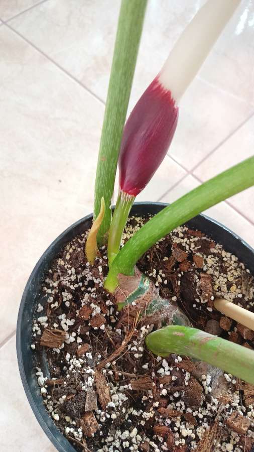 Filodendron Plowmanii x Pastazanum 5