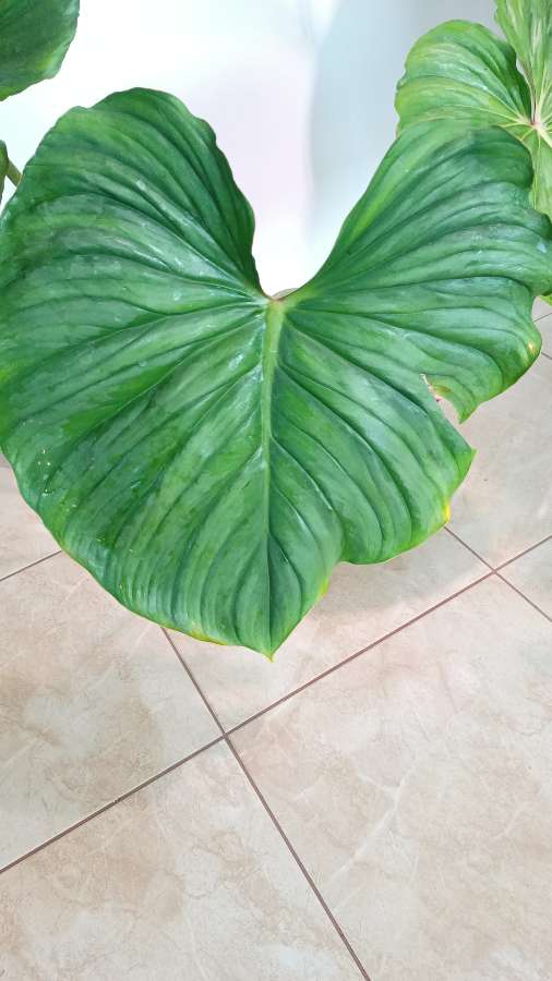 Filodendron Plowmanii x Pastazanum 3