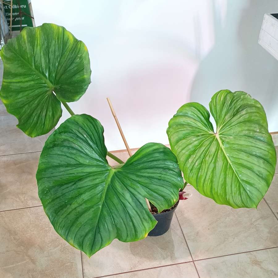Filodendron Plowmanii x Pastazanum