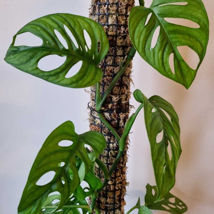 Palik/podpora/totem z mchu sphagnum do monstera, filodendron, philodendron