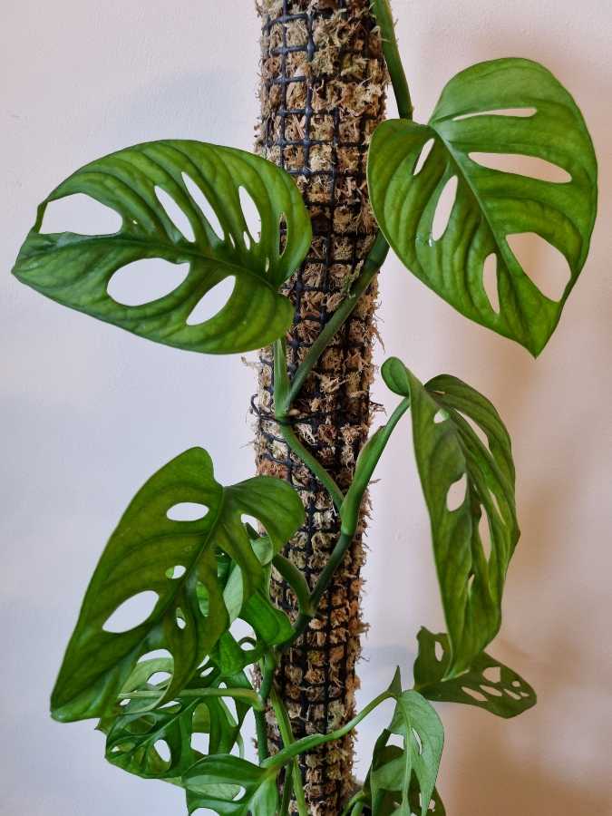 Palik/podpora/totem z mchu sphagnum do monstera, filodendron, philodendron 2