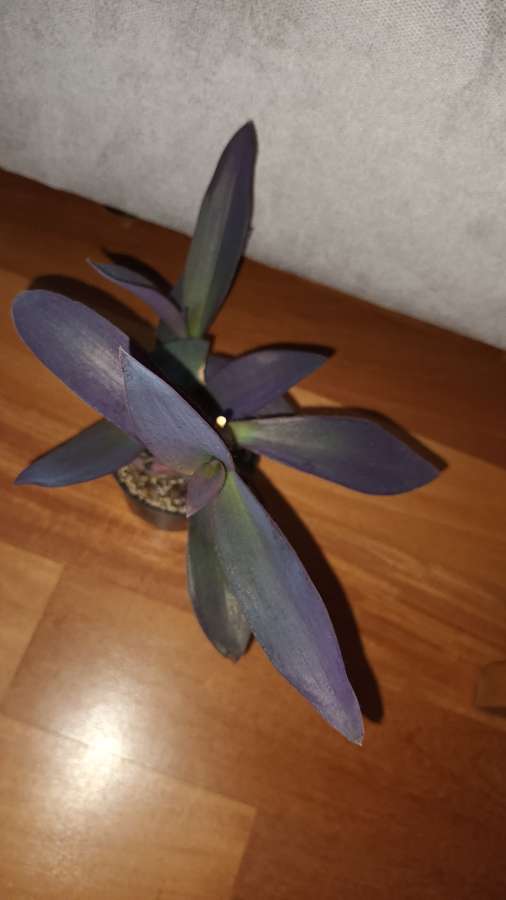 Trzykrotka / setkrezja purpurowa wys 27cm 3