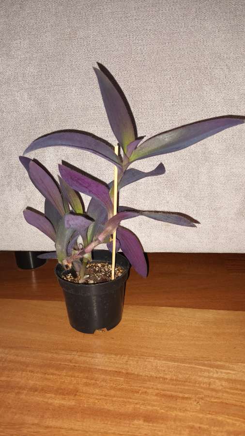 Trzykrotka / setkrezja purpurowa wys 27cm 2