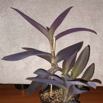 Trzykrotka / setkrezja purpurowa wys 27cm