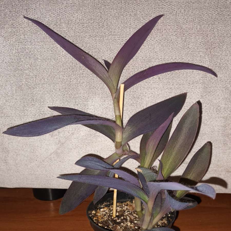 Trzykrotka / setkrezja purpurowa wys 27cm
