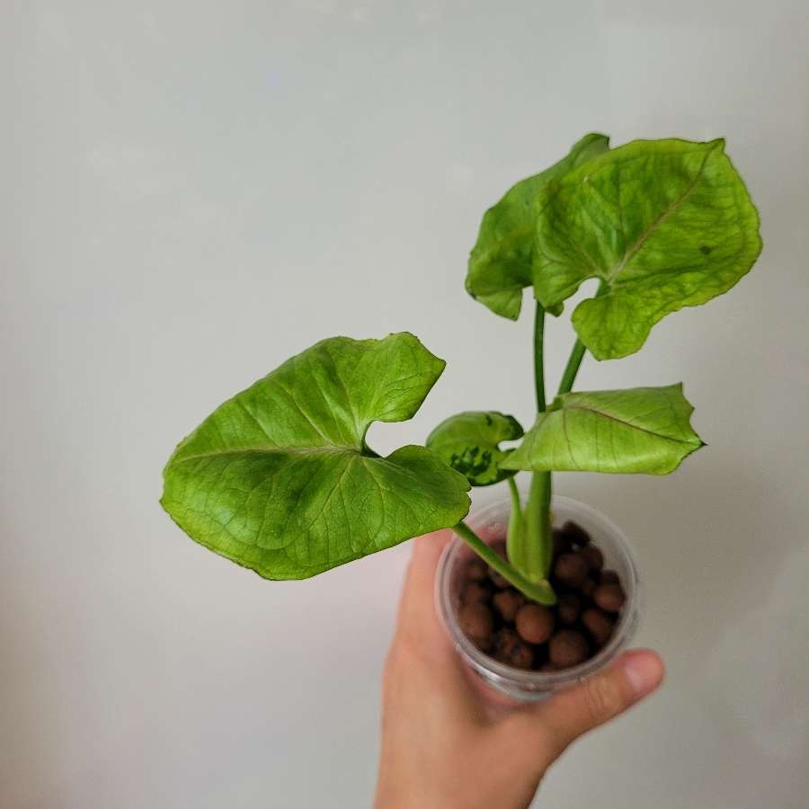 Syngonium grey ghost