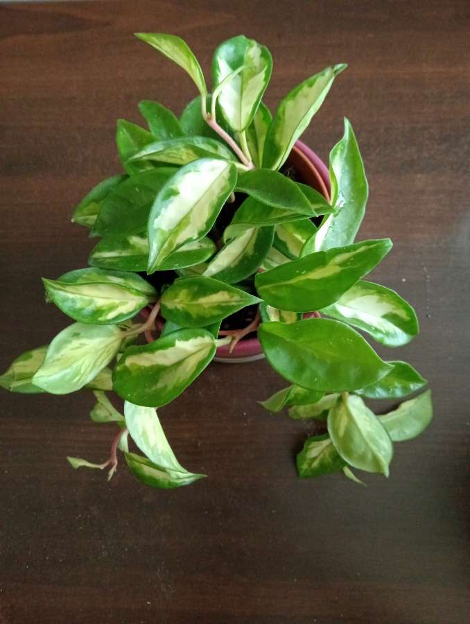 Hoya tricolor 2