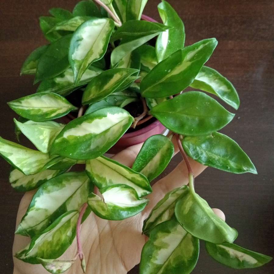 Hoya tricolor