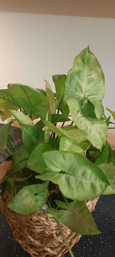 Syngonium 2