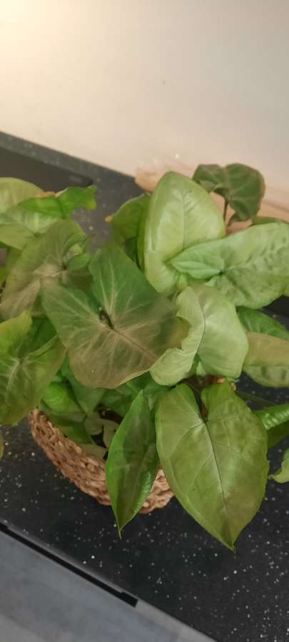 Syngonium 4
