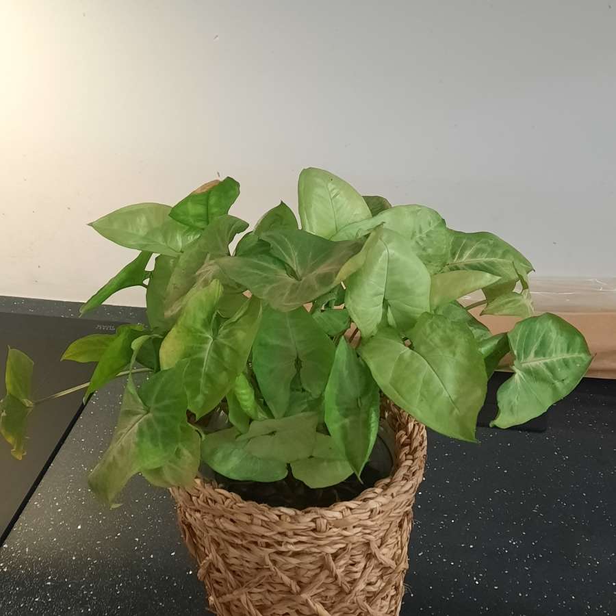 Syngonium