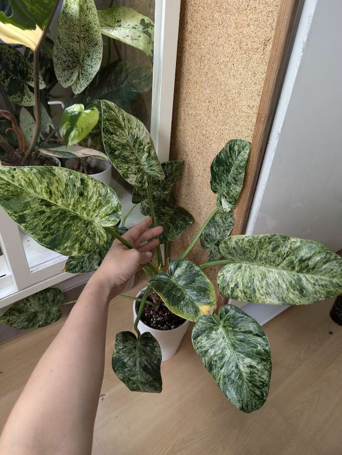 Philodendron Giganteum Variegata 2