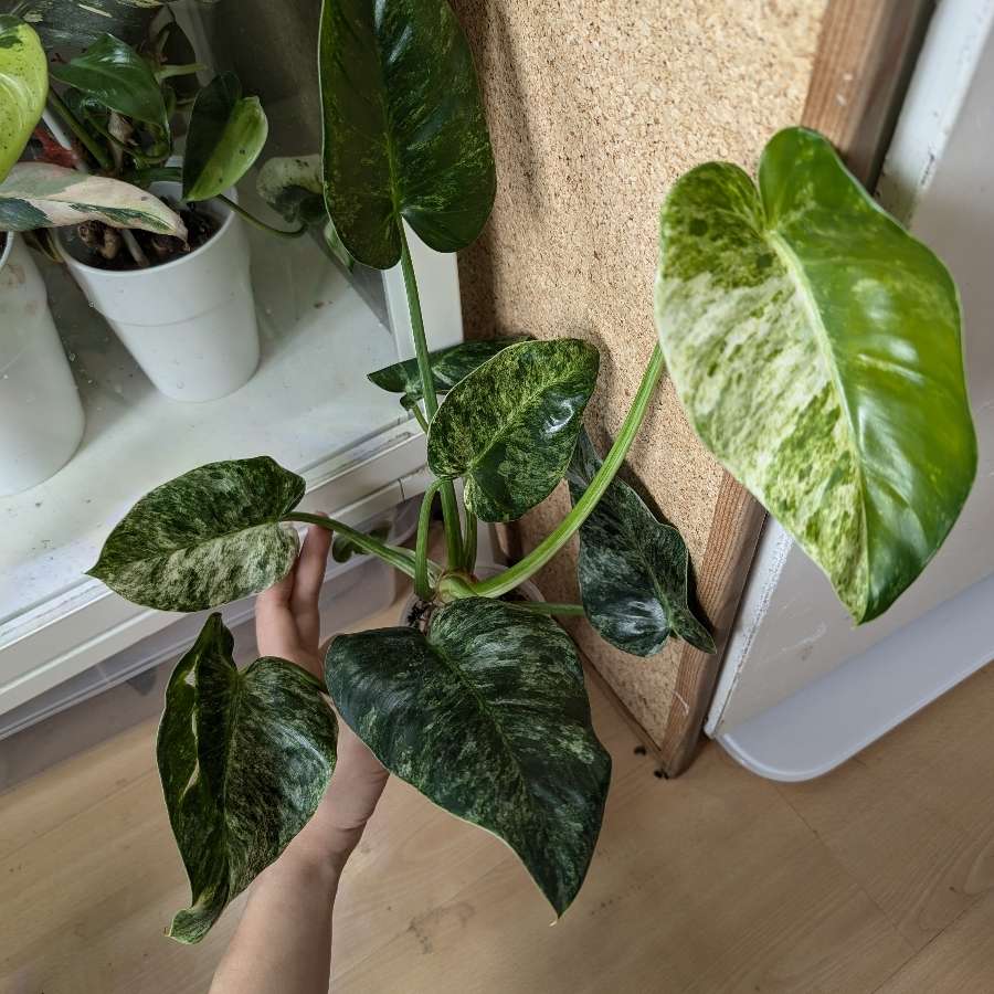 Philodendron Giganteum Variegata