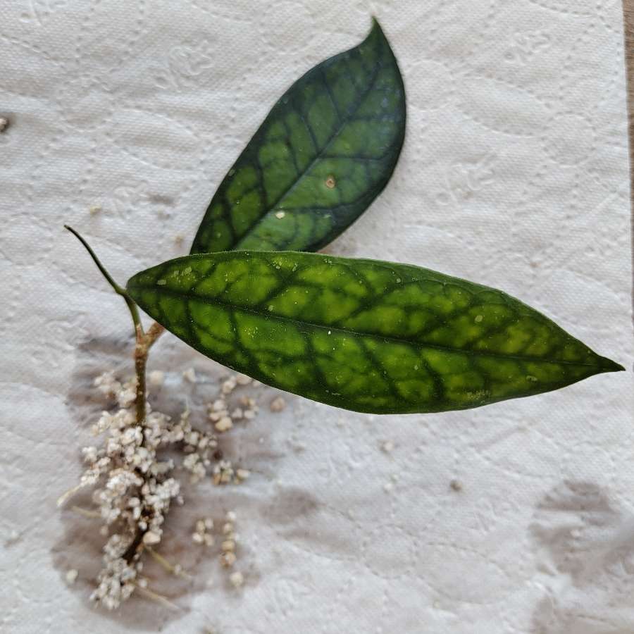 Hoya Black Cat