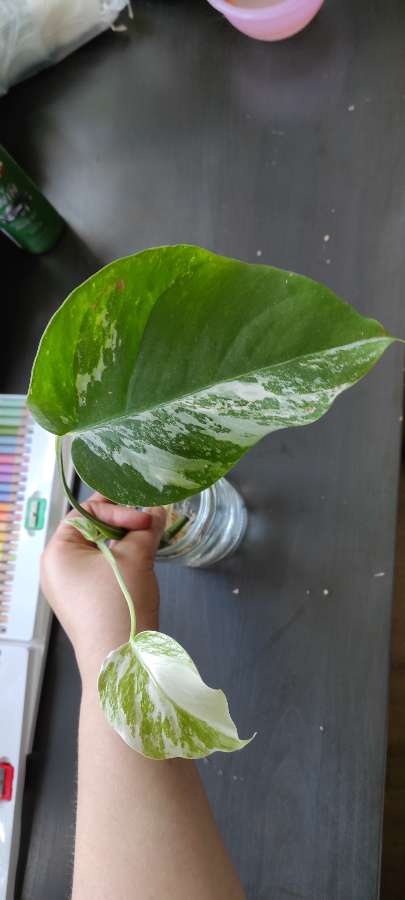 Monstera deliciosa variegata 2