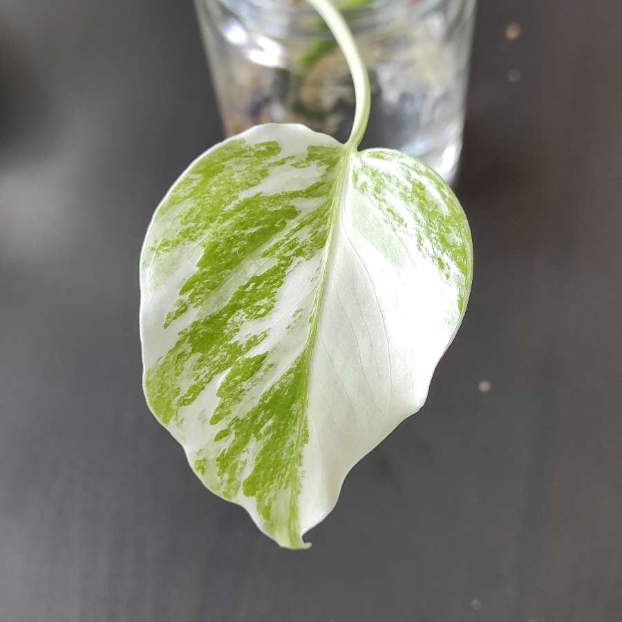 Monstera deliciosa variegata