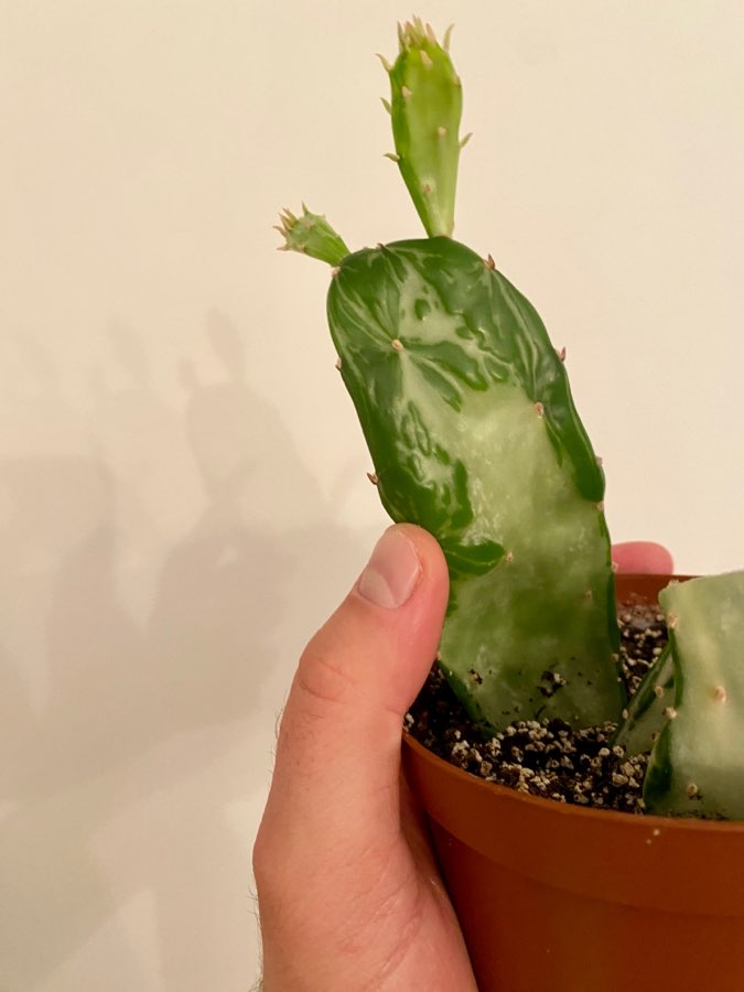 Opuncja monacantha Variegata 2