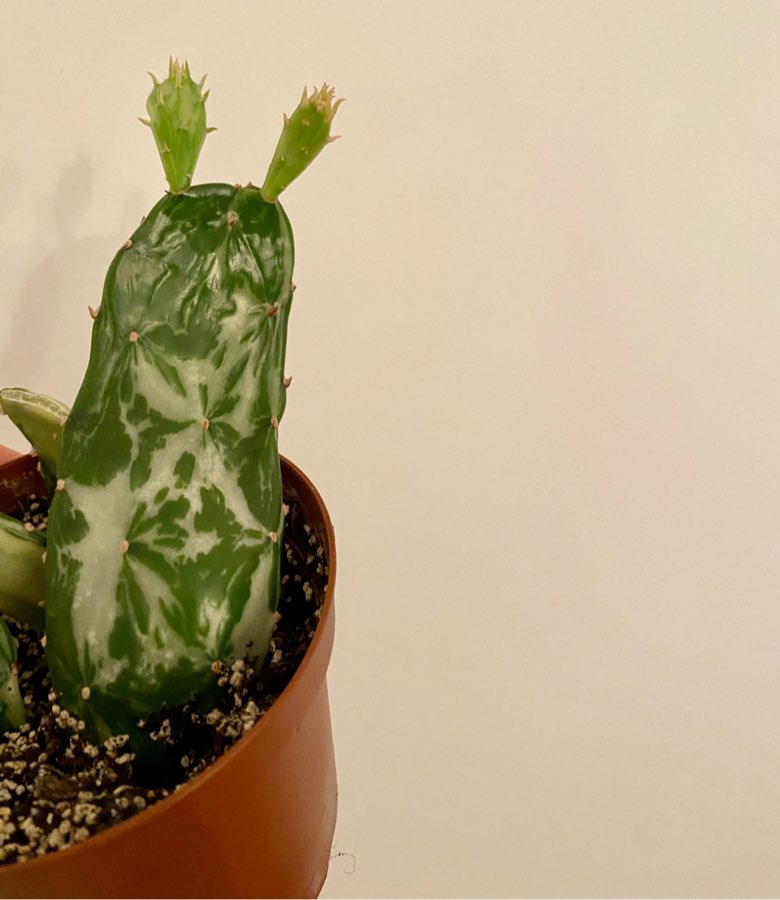 Opuncja monacantha Variegata