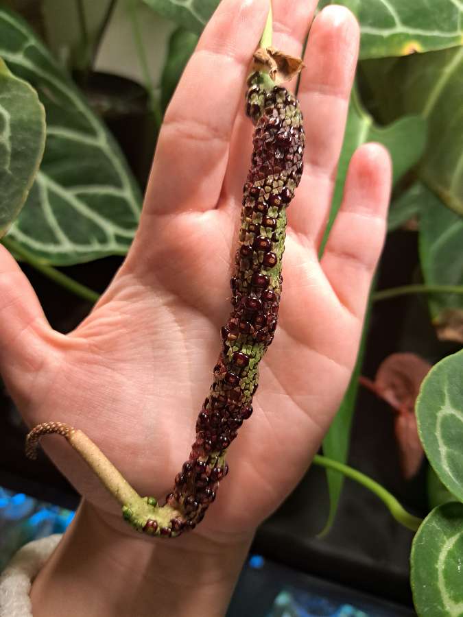 Anthurium crystallinum silver x forgetii dark 3