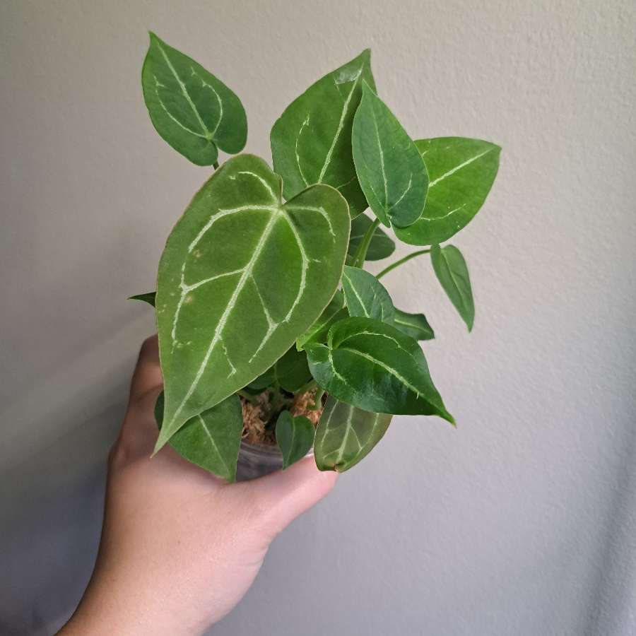 Anthurium crystallinum silver x forgetii dark