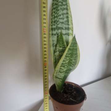 Sansewieria