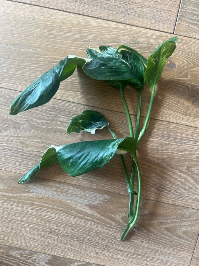 Monstera Lachleriana 4