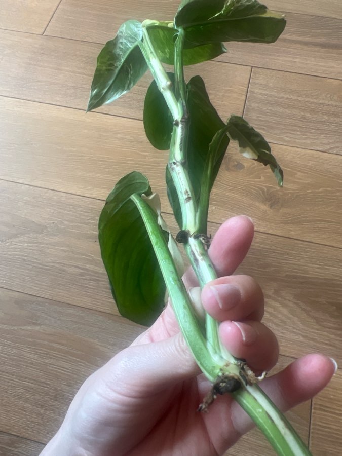 Monstera Lachleriana 2