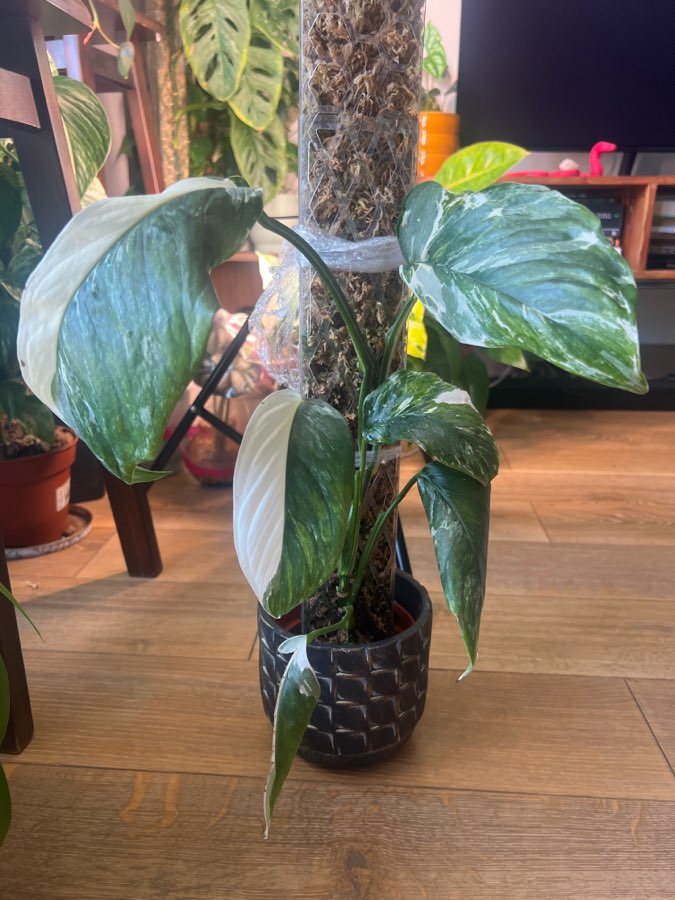 Monstera Lachleriana 5