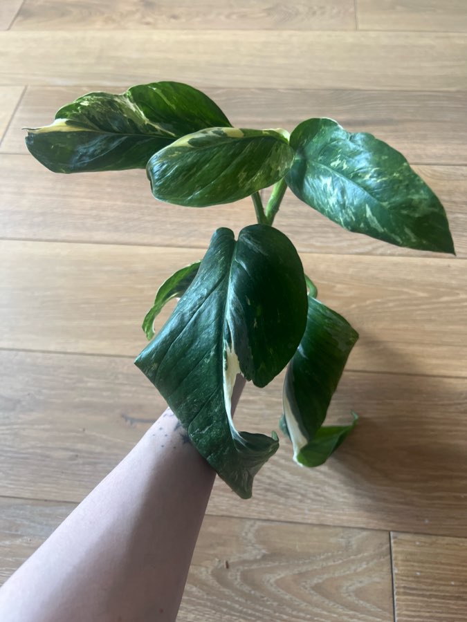 Monstera Lachleriana 3