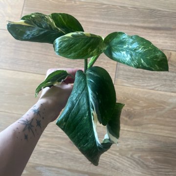 Monstera Lachleriana