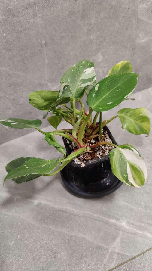 Philodendron White Princess 3