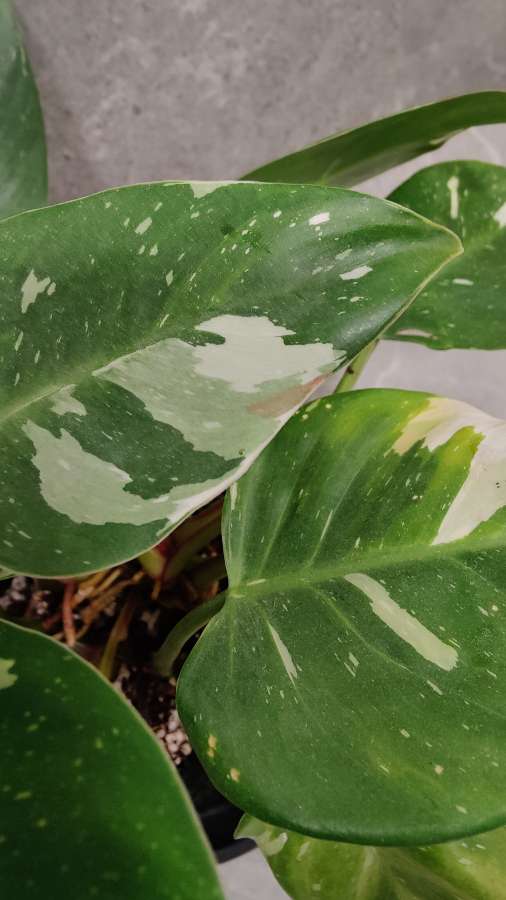 Philodendron White Princess 4